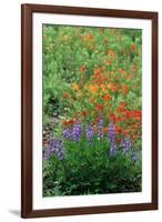 Indian Paintbrush (Castilleja miniata) and Broadleaf Lupin (Lupinus latifolius), Washington State-Martin Withers-Framed Photographic Print