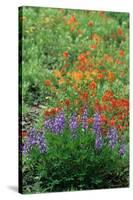 Indian Paintbrush (Castilleja miniata) and Broadleaf Lupin (Lupinus latifolius), Washington State-Martin Withers-Stretched Canvas