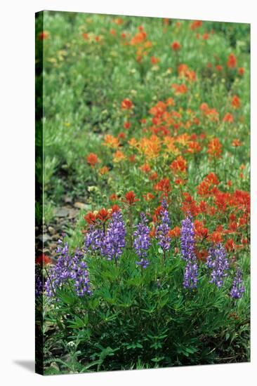 Indian Paintbrush (Castilleja miniata) and Broadleaf Lupin (Lupinus latifolius), Washington State-Martin Withers-Stretched Canvas