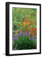 Indian Paintbrush (Castilleja miniata) and Broadleaf Lupin (Lupinus latifolius), Washington State-Martin Withers-Framed Photographic Print