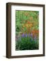 Indian Paintbrush (Castilleja miniata) and Broadleaf Lupin (Lupinus latifolius), Washington State-Martin Withers-Framed Photographic Print