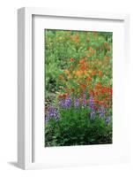 Indian Paintbrush (Castilleja miniata) and Broadleaf Lupin (Lupinus latifolius), Washington State-Martin Withers-Framed Photographic Print