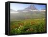 Indian Paintbrush in the Fog at Logan Pass in Glacier National Park, Montana, USA-Chuck Haney-Framed Stretched Canvas