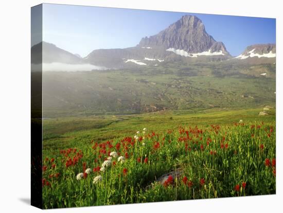 Indian Paintbrush in the Fog at Logan Pass in Glacier National Park, Montana, USA-Chuck Haney-Stretched Canvas