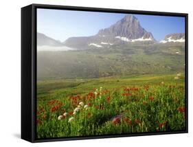 Indian Paintbrush in the Fog at Logan Pass in Glacier National Park, Montana, USA-Chuck Haney-Framed Stretched Canvas