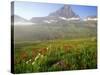 Indian Paintbrush in the Fog at Logan Pass in Glacier National Park, Montana, USA-Chuck Haney-Stretched Canvas