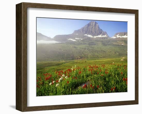 Indian Paintbrush in the Fog at Logan Pass in Glacier National Park, Montana, USA-Chuck Haney-Framed Photographic Print