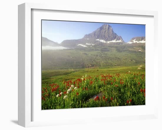 Indian Paintbrush in the Fog at Logan Pass in Glacier National Park, Montana, USA-Chuck Haney-Framed Photographic Print