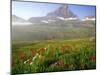 Indian Paintbrush in the Fog at Logan Pass in Glacier National Park, Montana, USA-Chuck Haney-Mounted Photographic Print