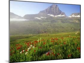 Indian Paintbrush in the Fog at Logan Pass in Glacier National Park, Montana, USA-Chuck Haney-Mounted Photographic Print