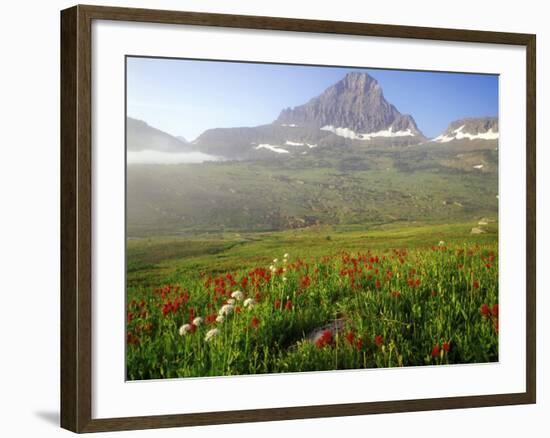 Indian Paintbrush in the Fog at Logan Pass in Glacier National Park, Montana, USA-Chuck Haney-Framed Photographic Print