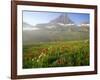 Indian Paintbrush in the Fog at Logan Pass in Glacier National Park, Montana, USA-Chuck Haney-Framed Photographic Print