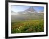 Indian Paintbrush in the Fog at Logan Pass in Glacier National Park, Montana, USA-Chuck Haney-Framed Photographic Print