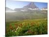 Indian Paintbrush in the Fog at Logan Pass in Glacier National Park, Montana, USA-Chuck Haney-Stretched Canvas