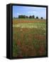 Indian Paintbrush meadow, Taberville Prairie Natural Area, Missouri, USA-Charles Gurche-Framed Stretched Canvas