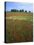 Indian Paintbrush meadow, Taberville Prairie Natural Area, Missouri, USA-Charles Gurche-Stretched Canvas