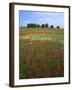 Indian Paintbrush meadow, Taberville Prairie Natural Area, Missouri, USA-Charles Gurche-Framed Premium Photographic Print