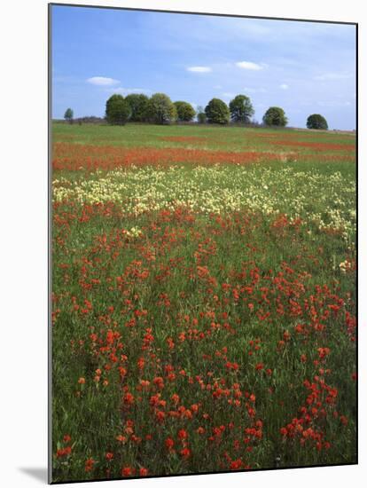 Indian Paintbrush meadow, Taberville Prairie Natural Area, Missouri, USA-Charles Gurche-Mounted Premium Photographic Print