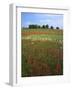 Indian Paintbrush meadow, Taberville Prairie Natural Area, Missouri, USA-Charles Gurche-Framed Photographic Print