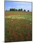 Indian Paintbrush meadow, Taberville Prairie Natural Area, Missouri, USA-Charles Gurche-Mounted Photographic Print