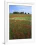 Indian Paintbrush meadow, Taberville Prairie Natural Area, Missouri, USA-Charles Gurche-Framed Photographic Print