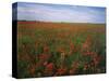 Indian Paintbrush meadow, Taberville Prairie Natural Area, Missouri, USA-Charles Gurche-Stretched Canvas