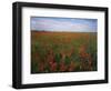 Indian Paintbrush meadow, Taberville Prairie Natural Area, Missouri, USA-Charles Gurche-Framed Photographic Print