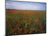 Indian Paintbrush meadow, Taberville Prairie Natural Area, Missouri, USA-Charles Gurche-Mounted Photographic Print