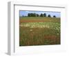 Indian Paintbrush meadow, Taberville Prairie Natural Area, Missouri, USA-Charles Gurche-Framed Photographic Print