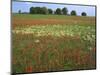 Indian Paintbrush meadow, Taberville Prairie Natural Area, Missouri, USA-Charles Gurche-Mounted Photographic Print