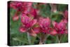 Indian Paintbrush, Mount Timpanogos. Uinta-Wasatch-Cache Nf-Howie Garber-Stretched Canvas