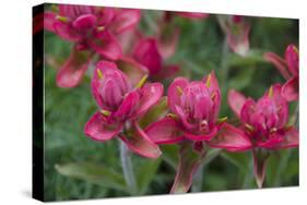 Indian Paintbrush, Mount Timpanogos. Uinta-Wasatch-Cache Nf-Howie Garber-Stretched Canvas