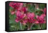 Indian Paintbrush, Mount Timpanogos. Uinta-Wasatch-Cache Nf-Howie Garber-Framed Stretched Canvas