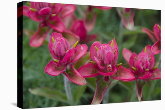 Indian Paintbrush, Mount Timpanogos. Uinta-Wasatch-Cache Nf-Howie Garber-Stretched Canvas