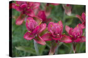 Indian Paintbrush, Mount Timpanogos. Uinta-Wasatch-Cache Nf-Howie Garber-Stretched Canvas