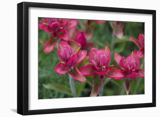 Indian Paintbrush, Mount Timpanogos. Uinta-Wasatch-Cache Nf-Howie Garber-Framed Photographic Print