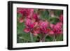 Indian Paintbrush, Mount Timpanogos. Uinta-Wasatch-Cache Nf-Howie Garber-Framed Photographic Print