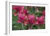 Indian Paintbrush, Mount Timpanogos. Uinta-Wasatch-Cache Nf-Howie Garber-Framed Photographic Print