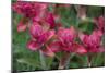 Indian Paintbrush, Mount Timpanogos. Uinta-Wasatch-Cache Nf-Howie Garber-Mounted Photographic Print