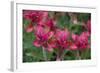 Indian Paintbrush, Mount Timpanogos. Uinta-Wasatch-Cache Nf-Howie Garber-Framed Photographic Print