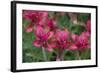 Indian Paintbrush, Mount Timpanogos. Uinta-Wasatch-Cache Nf-Howie Garber-Framed Photographic Print