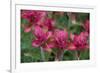 Indian Paintbrush, Mount Timpanogos. Uinta-Wasatch-Cache Nf-Howie Garber-Framed Photographic Print