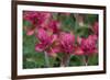 Indian Paintbrush, Mount Timpanogos. Uinta-Wasatch-Cache Nf-Howie Garber-Framed Photographic Print