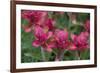 Indian Paintbrush, Mount Timpanogos. Uinta-Wasatch-Cache Nf-Howie Garber-Framed Photographic Print