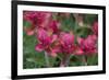 Indian Paintbrush, Mount Timpanogos. Uinta-Wasatch-Cache Nf-Howie Garber-Framed Photographic Print