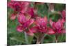 Indian Paintbrush, Mount Timpanogos. Uinta-Wasatch-Cache Nf-Howie Garber-Mounted Photographic Print