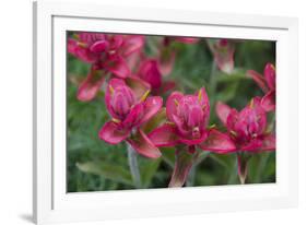 Indian Paintbrush, Mount Timpanogos. Uinta-Wasatch-Cache Nf-Howie Garber-Framed Photographic Print