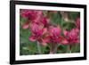 Indian Paintbrush, Mount Timpanogos. Uinta-Wasatch-Cache Nf-Howie Garber-Framed Photographic Print