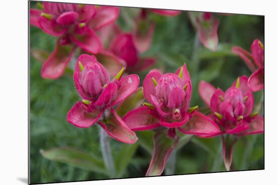 Indian Paintbrush, Mount Timpanogos. Uinta-Wasatch-Cache Nf-Howie Garber-Mounted Photographic Print