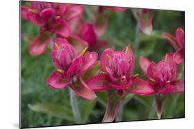 Indian Paintbrush, Mount Timpanogos. Uinta-Wasatch-Cache Nf-Howie Garber-Mounted Photographic Print